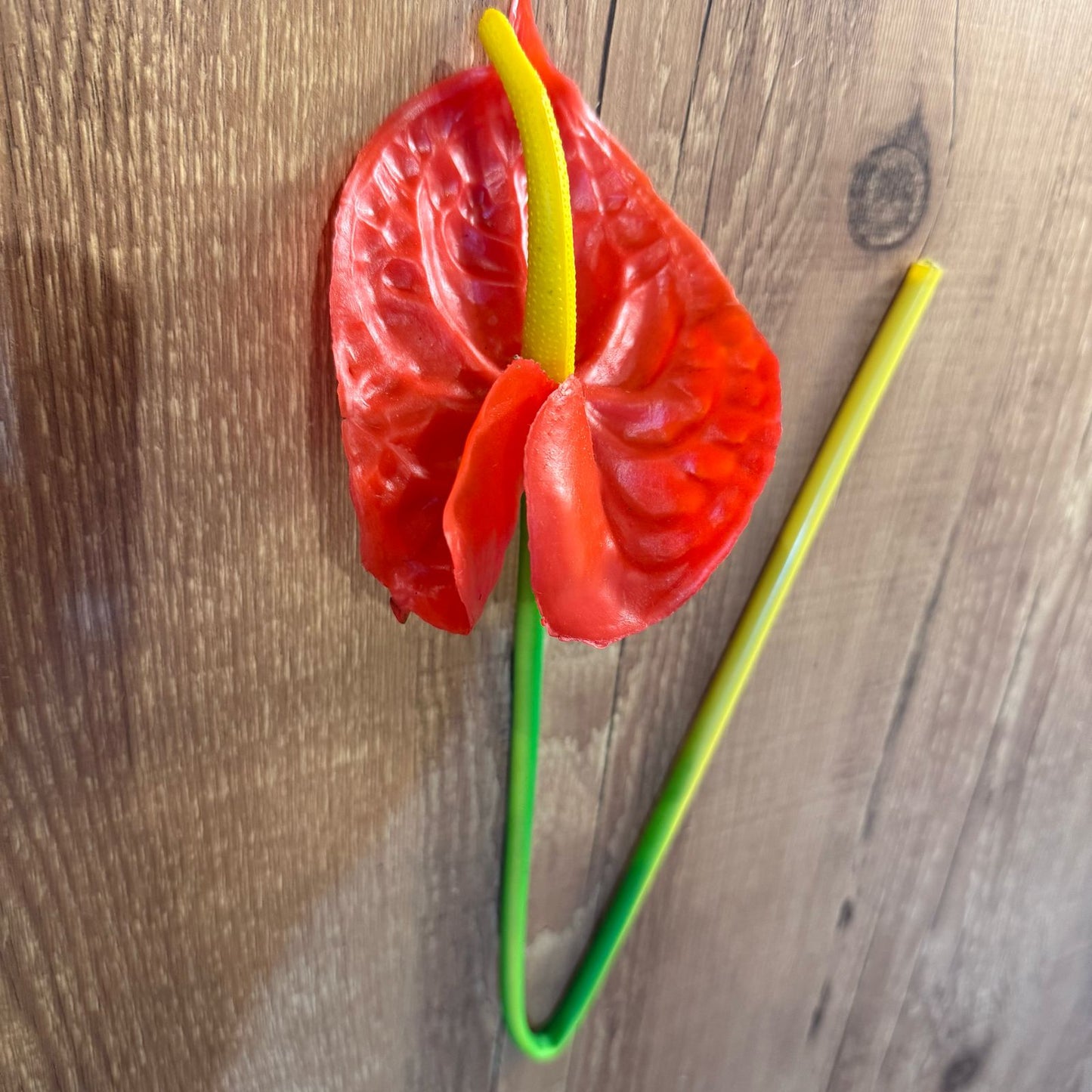 Haste de Antúrio toque real