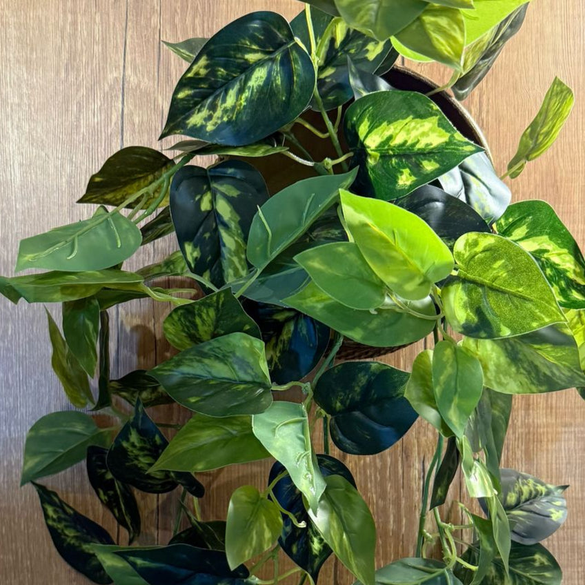 Pendente de jiboia toque real