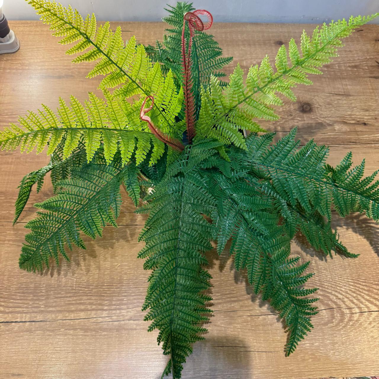 Samambaia em toque real