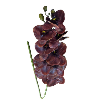 Haste de orquídea Premium marrom