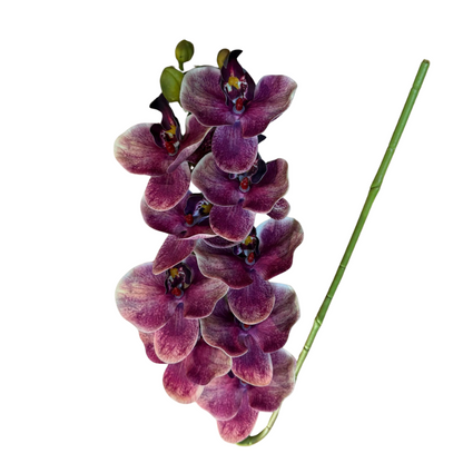 Haste de orquídea premium rosa