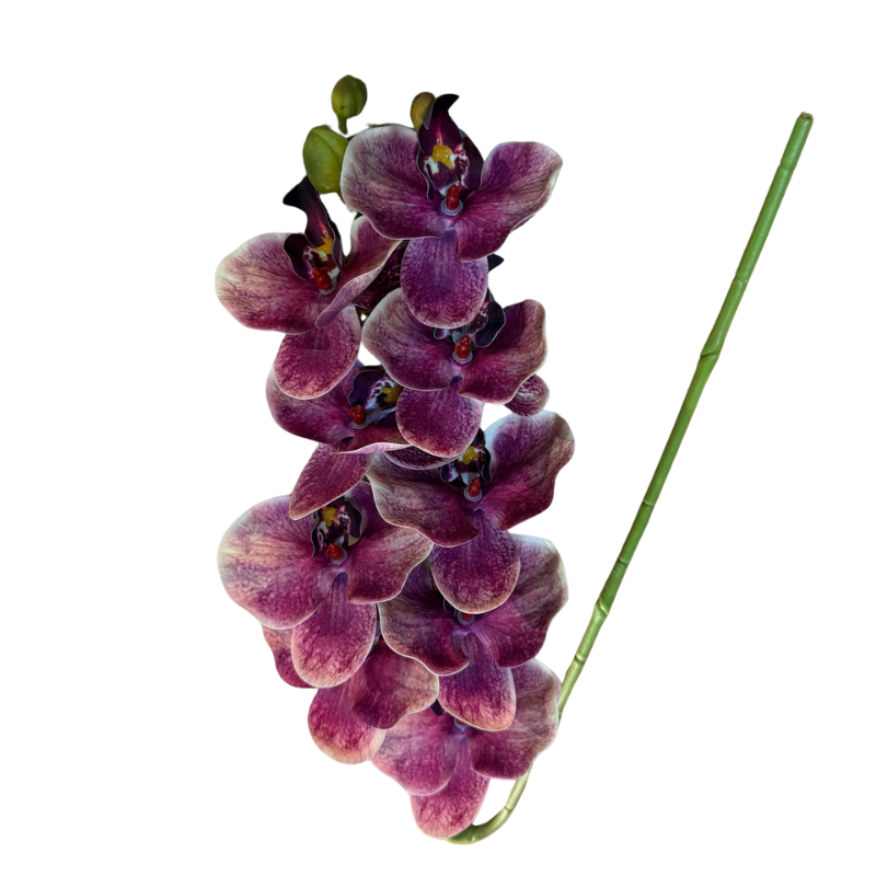 Haste de orquídea premium rosa