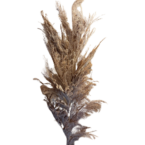 Haste de capim dos pampas