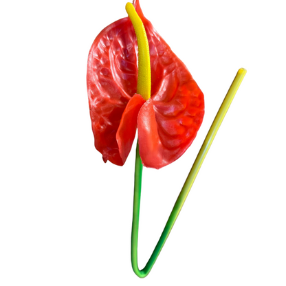 Haste de Antúrio toque real