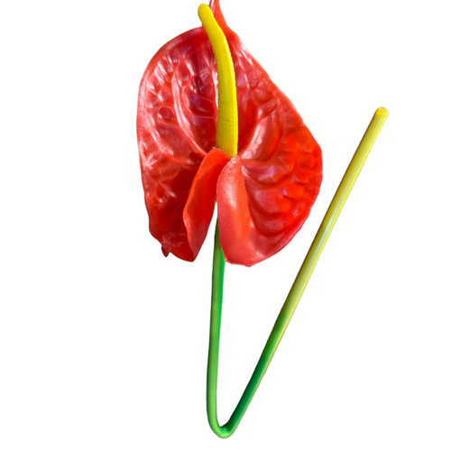 Haste de Antúrio toque real