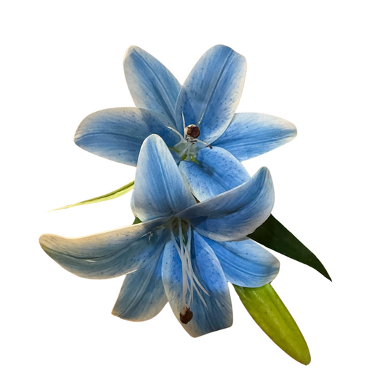 Haste lírio X2 toque real