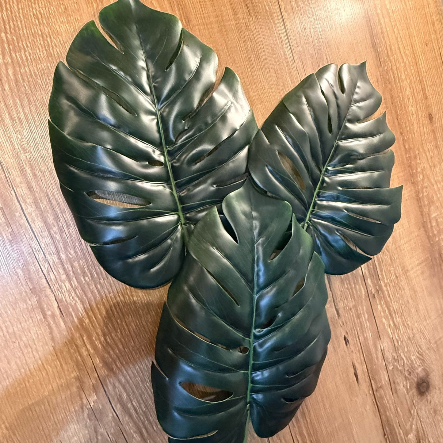 Haste Costela-de-adão toque real cor verde escuro