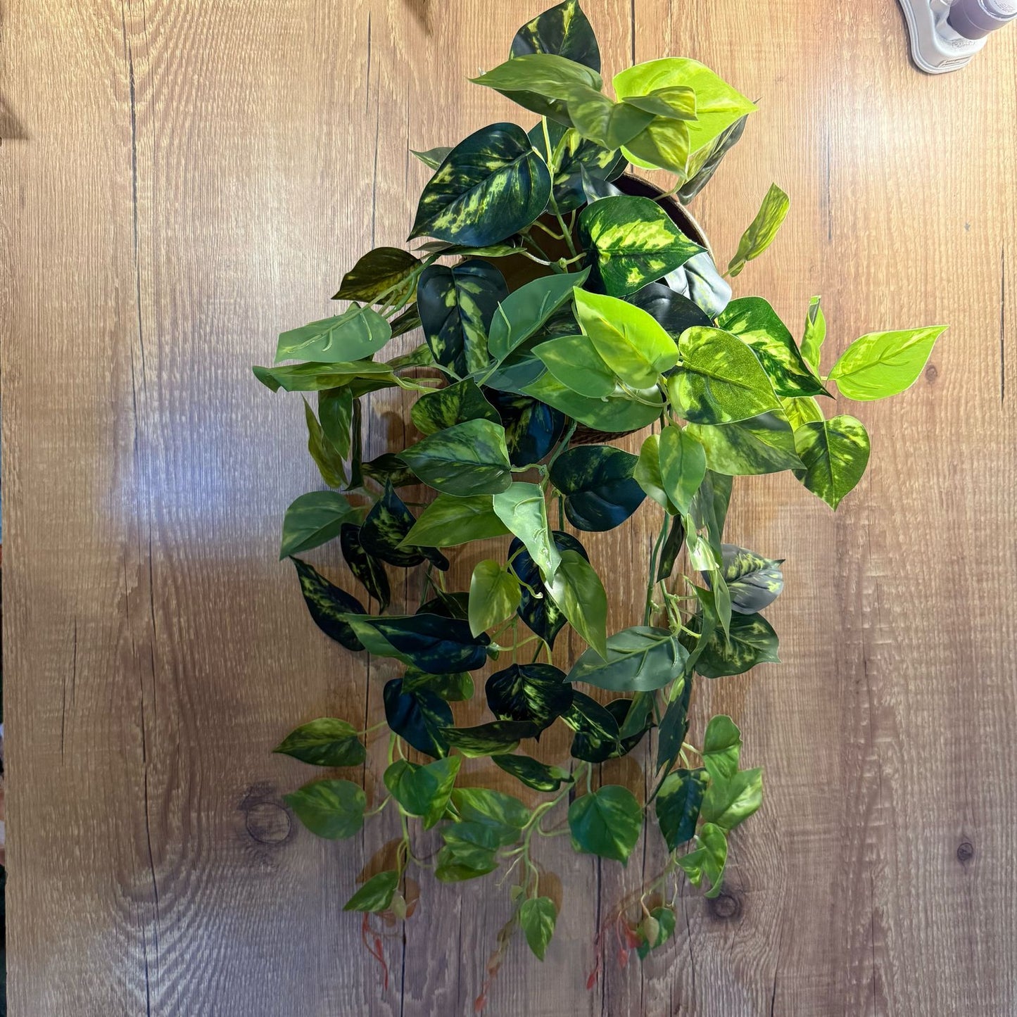 Pendente de jiboia toque real