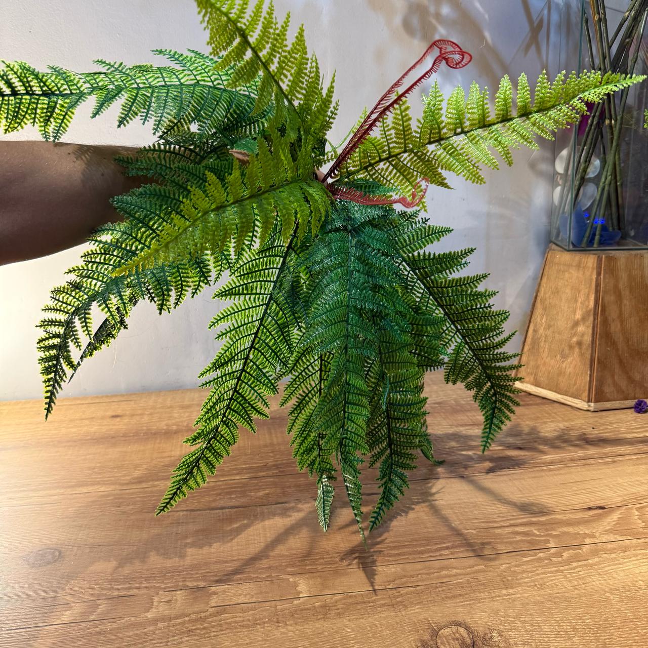 Samambaia em toque real