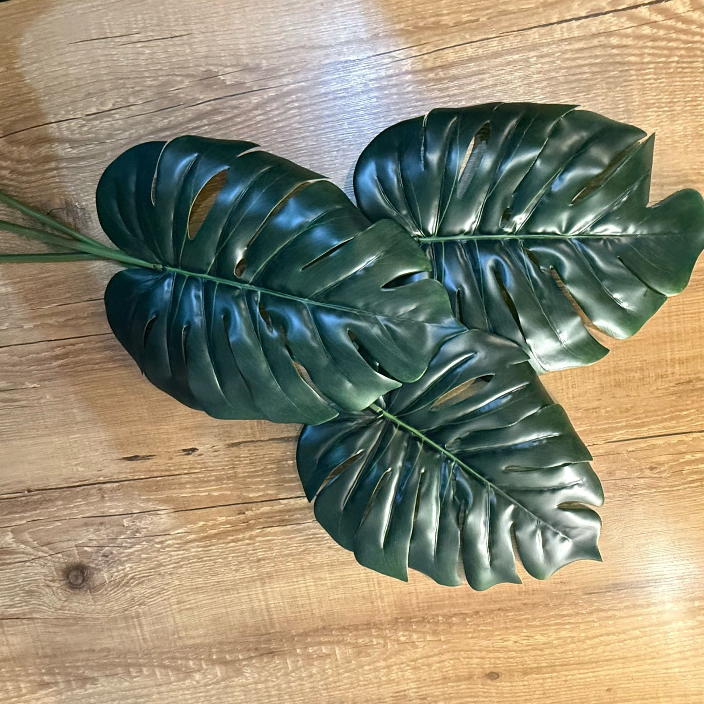 Haste Costela-de-adão toque real cor verde escuro