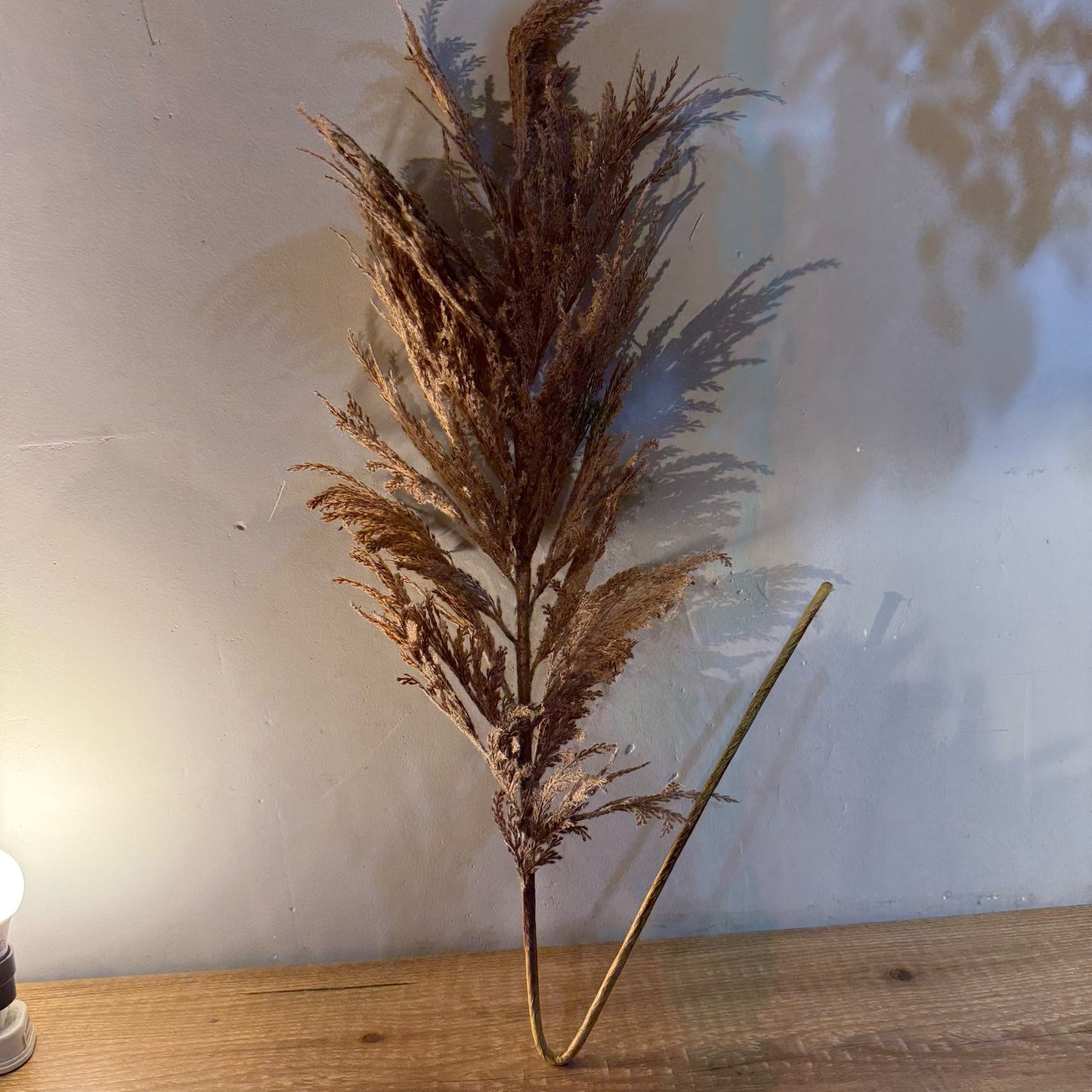 Haste de capim dos pampas