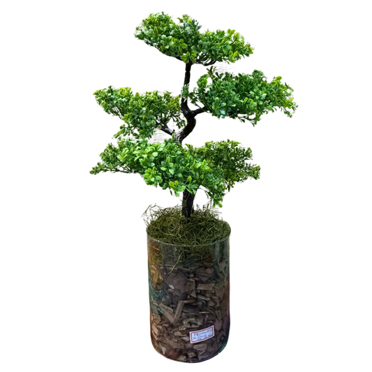 Arranjo de Bonsai + vaso de vidro transparente