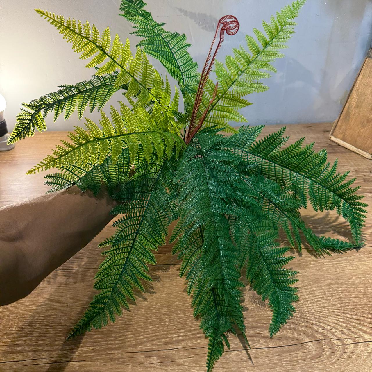 Samambaia em toque real