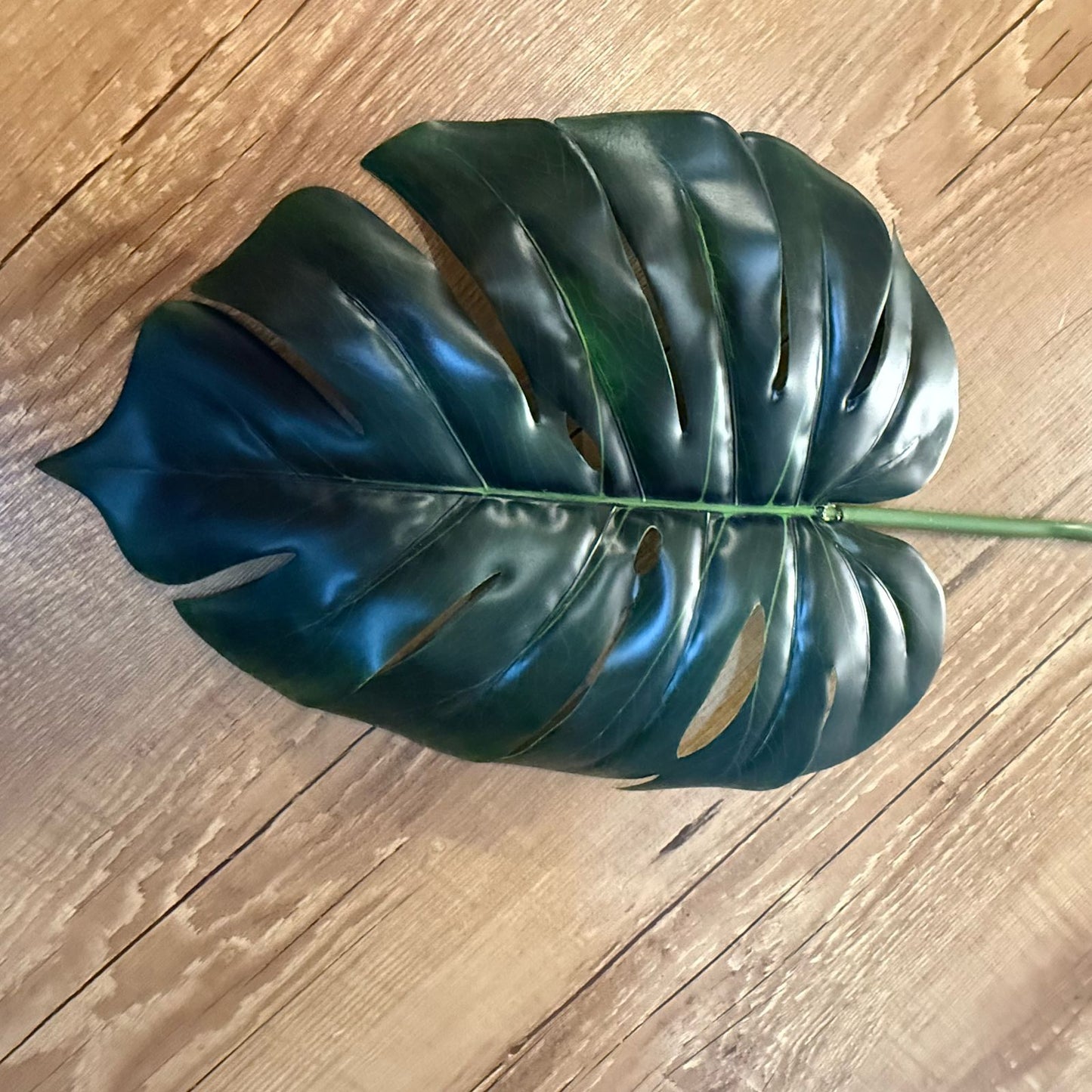 Haste Costela-de-adão toque real cor verde escuro