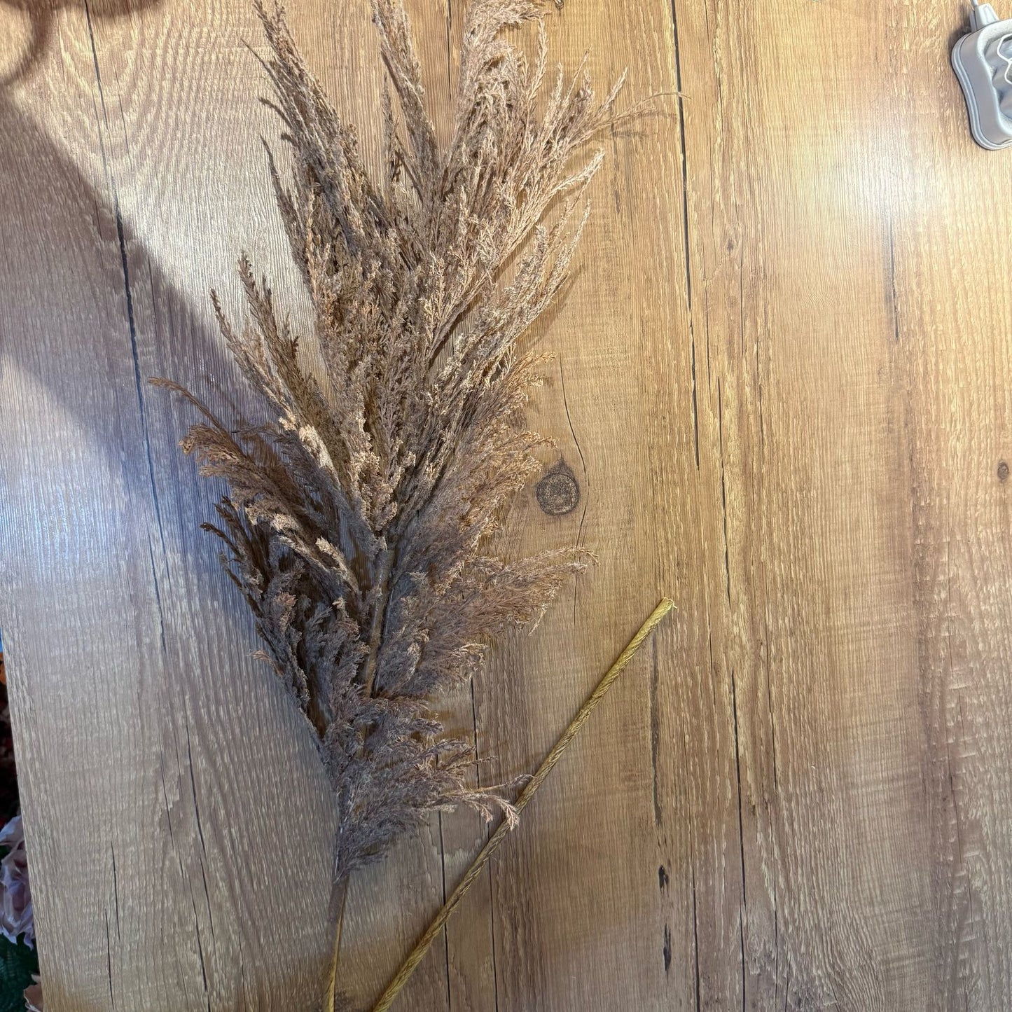 Haste de capim dos pampas