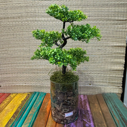 Arranjo de Bonsai + vaso de vidro transparente