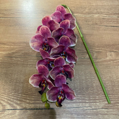 Haste de orquídea premium rosa