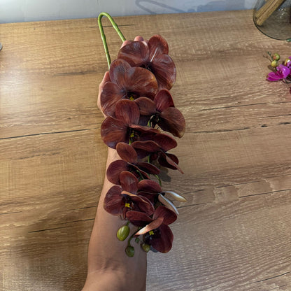 Haste de orquídea Premium marrom