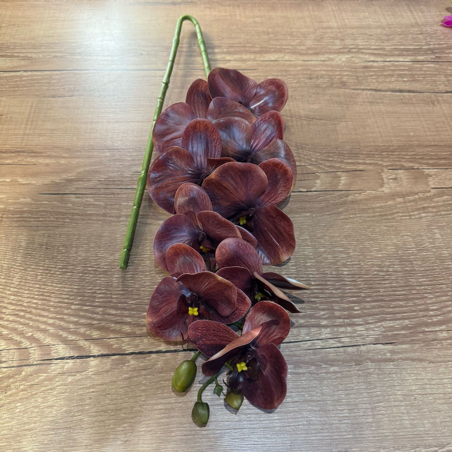 Haste de orquídea Premium marrom